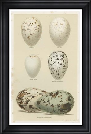 Framed Antique Bird Egg Study II Print