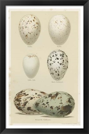 Framed Antique Bird Egg Study II Print