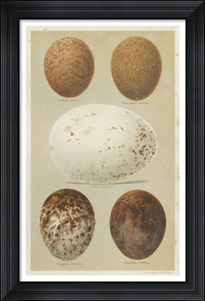 Framed Antique Bird Egg Study III Print