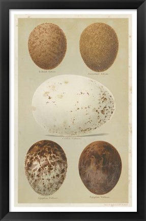 Framed Antique Bird Egg Study III Print