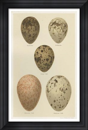 Framed Antique Bird Egg Study IV Print