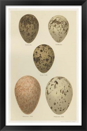 Framed Antique Bird Egg Study IV Print
