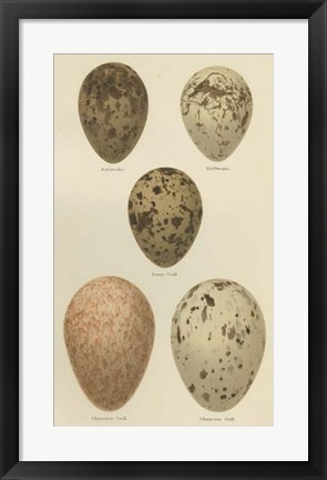 Framed Antique Bird Egg Study IV Print