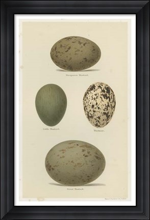 Framed Antique Bird Egg Study V Print
