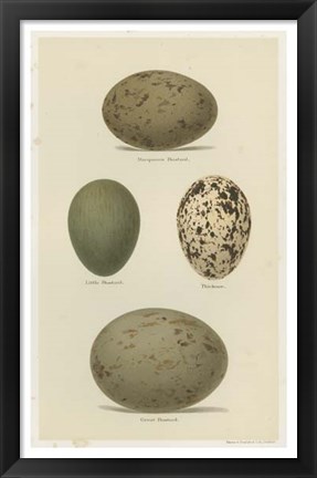 Framed Antique Bird Egg Study V Print