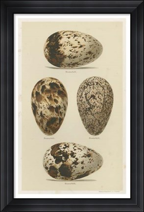Framed Antique Bird Egg Study VI Print
