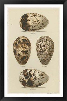 Framed Antique Bird Egg Study VI Print