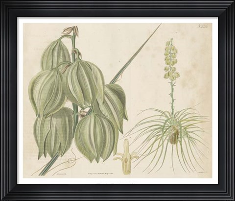 Framed Tropical Curtis Botanical I Print