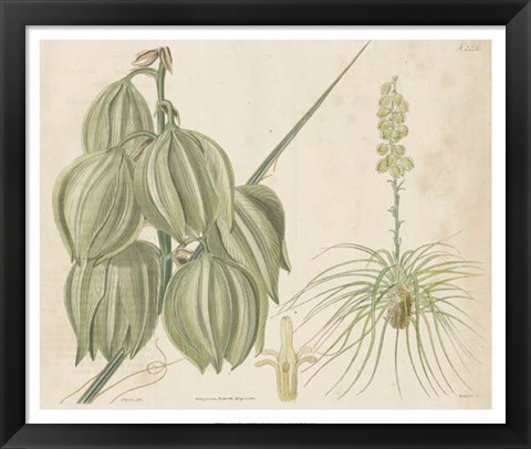 Framed Tropical Curtis Botanical I Print