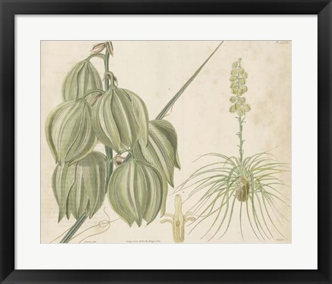 Framed Tropical Curtis Botanical I Print