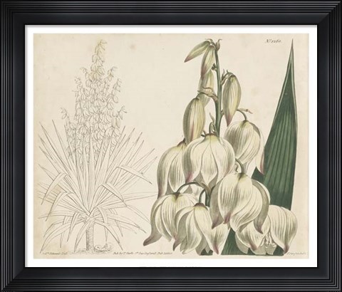 Framed Tropical Curtis Botanical II Print