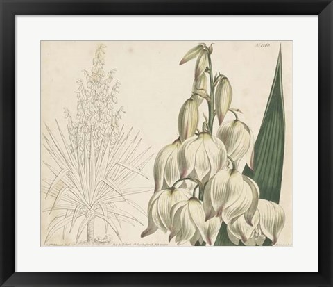 Framed Tropical Curtis Botanical II Print