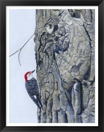 Framed Red Bellied Woodpecker I Print