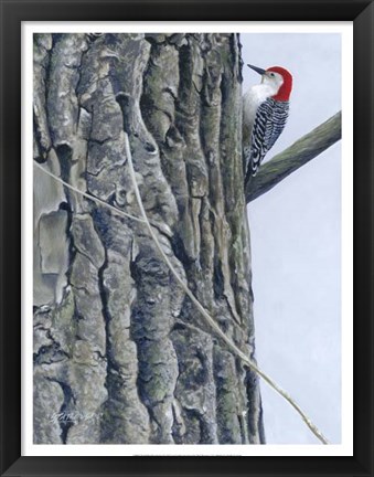 Framed Red Bellied Woodpecker II Print