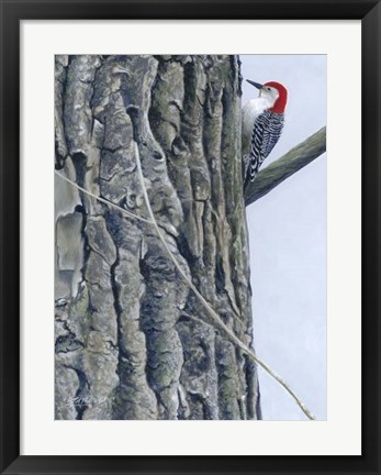 Framed Red Bellied Woodpecker II Print