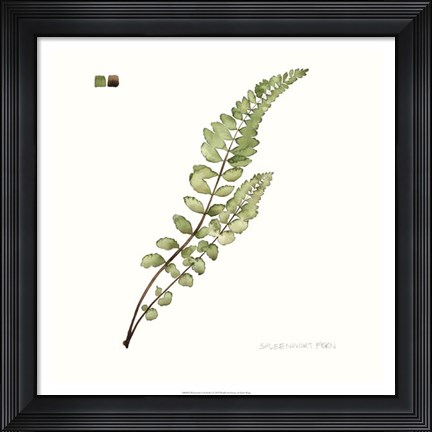 Framed Watercolor Leaf Study I Print