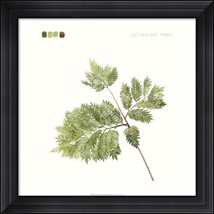 Framed Watercolor Leaf Study II Print