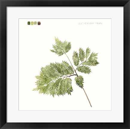 Framed Watercolor Leaf Study II Print