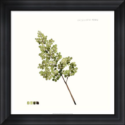 Framed Watercolor Leaf Study III Print