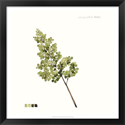Framed Watercolor Leaf Study III Print