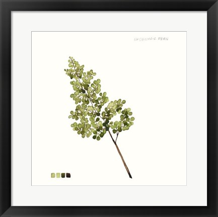 Framed Watercolor Leaf Study III Print