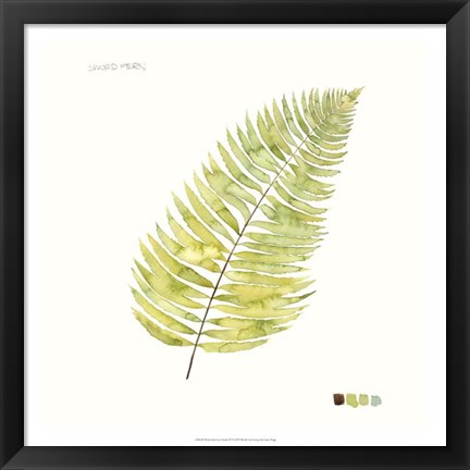 Framed Watercolor Leaf Study IV Print