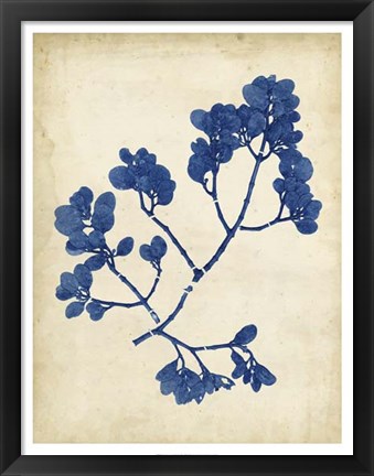 Framed Indigo Leaf Study III Print