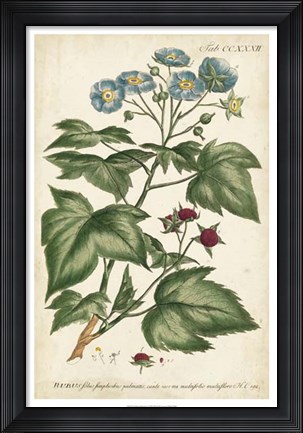 Framed Chambray Botanical I Print