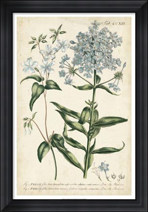 Framed Chambray Botanical II Print
