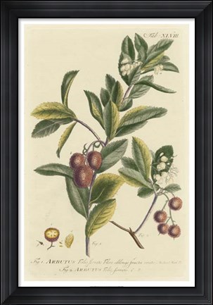 Framed Miller Foliage &amp; Fruit I Print