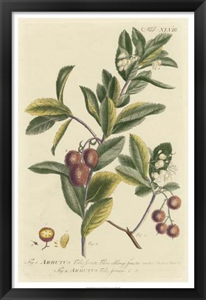 Framed Miller Foliage &amp; Fruit I Print