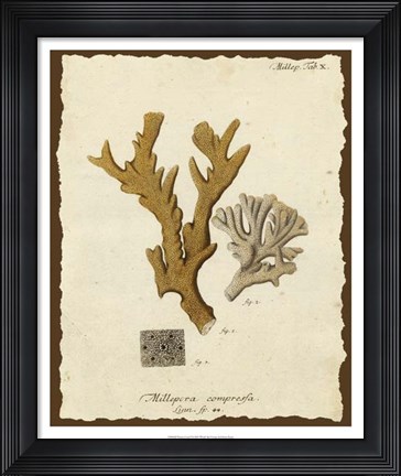 Framed Natura Coral I Print