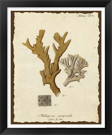 Framed Natura Coral I Print