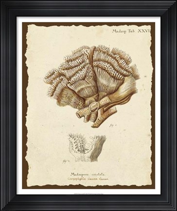 Framed Natura Coral II Print