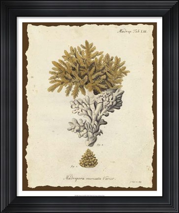 Framed Natura Coral III Print