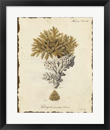 Framed Natura Coral III Print