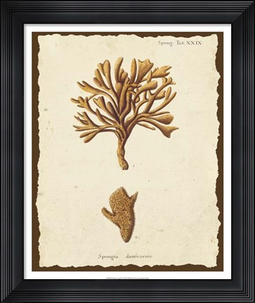 Framed Natura Coral IV Print
