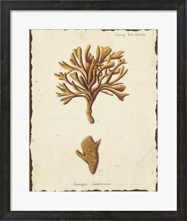 Framed Natura Coral IV Print