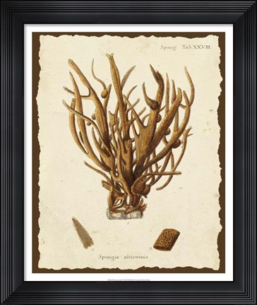 Framed Natura Coral V Print