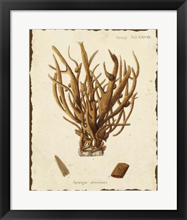 Framed Natura Coral V Print