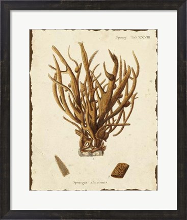 Framed Natura Coral V Print
