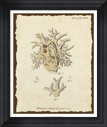 Framed Natura Coral VI Print