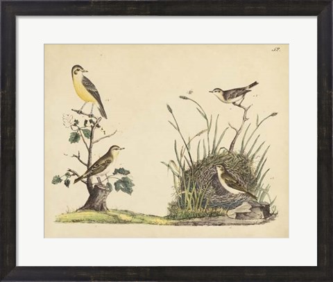 Framed Wrens, Warblers &amp; Nests II Print