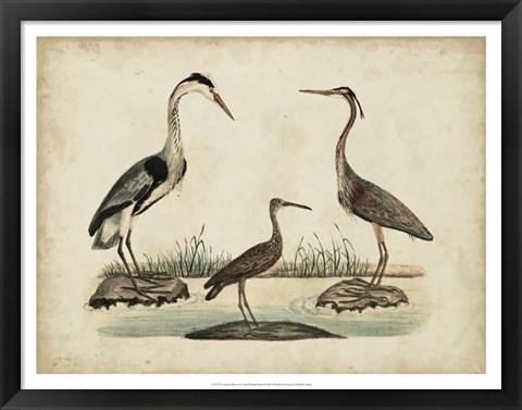 Framed Common Heron &amp; Crested Purple Heron Print
