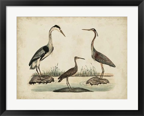 Framed Common Heron &amp; Crested Purple Heron Print