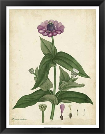 Framed Antique Zinnia Print