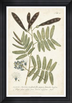 Framed Miller Ferns I Print