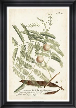 Framed Miller Ferns II Print