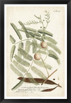 Framed Miller Ferns II Print