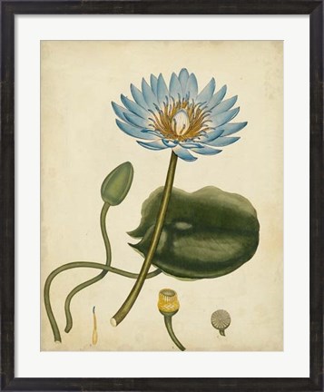 Framed Blue Water Lily Print